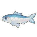 Anchovy