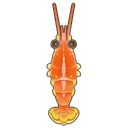 Angel Red Shrimp