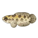 Argus Snakehead