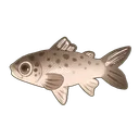 Bay Salmon