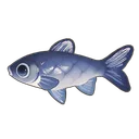 Black Carp