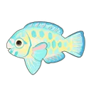 Blue Trim Parrotfish