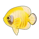 Bluecheek Butterflyfish