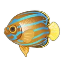 Bluelined Angelfish