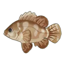 Brown-Marbled Grouper