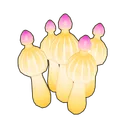 Bubble-Tip Anemone