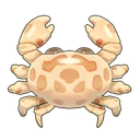 Calico Box Crab