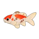 Calico Koi