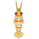 Candy-Striped Shrimp