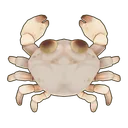 Crystal Crab