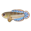 Dwarf Snakehead