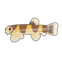 Eel Loach