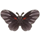 Empress Butterfly
