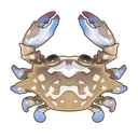 Flower Crab