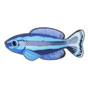 Four-Line Wrasse