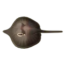 Giant Freshwater Stingray