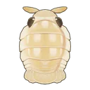 Giant Isopod