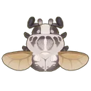 Goliath Beetle