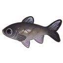 Grass Carp