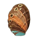 Green Abalone