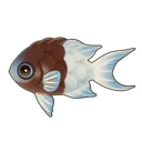 Half-And-Half Chromis