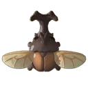 Kabuto Beetle