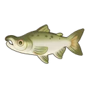 King Salmon