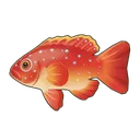 Leopard Coral Grouper