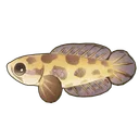 Obscure Snakehead