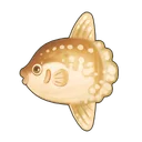 Ocean Sunfish