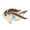 Ornate Angelfish