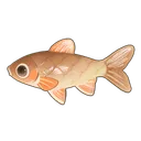 Phoenix Barb