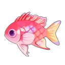Pink Square Anthias