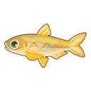 Pond Smelt