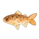 Rainbow Trout