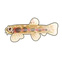 Red-Spotted Loach