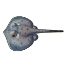 Round Ribbontail Ray