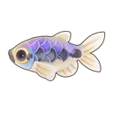 Royal Tetra