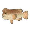 Sheepshead Wrasse