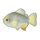 Silver Pacu