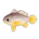Small Yellow Croaker