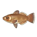 Smallscale Toothfish