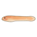 Spaghetti Eel