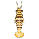 Striped Bumblebee Shrimp
