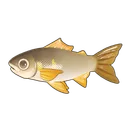 Sweetfish