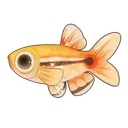 White Cloud Minnow