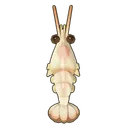 Whiteleg Shrimp