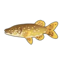 Whitespotted Pike