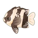 Whitetail Dascyllus